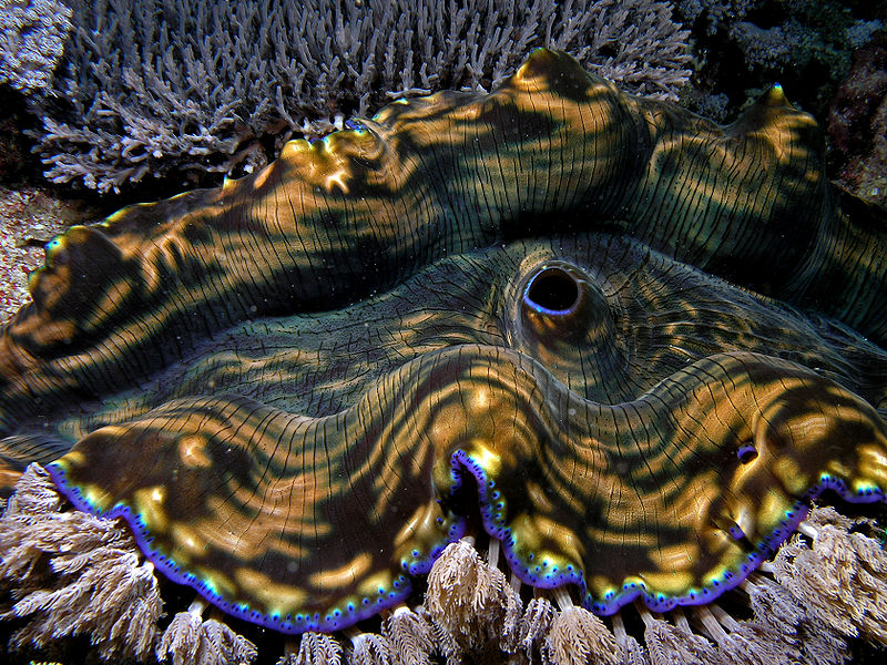Ostra-gigante 3