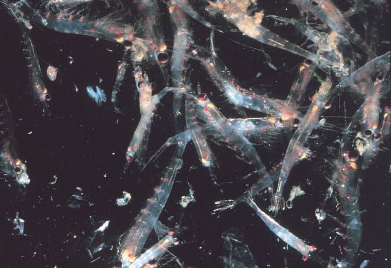 Agrupamento de Krill