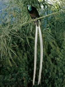 Astrapia mayeri