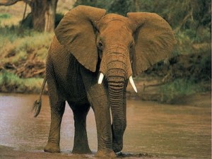 ELEFANTE_AFRICANO