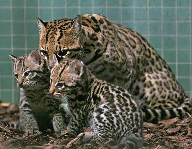 Crias de ocelote ao lado da progenitora, num Zoo em Berlim, Alemanha.
