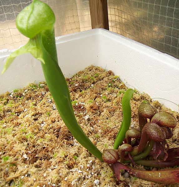 Cultivo desta espécie carnívora