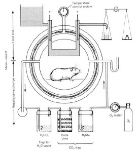 Fig. 2: calorímetro respiratório de Atwater-Rosa