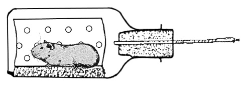 Fig 5: câmara metabólica