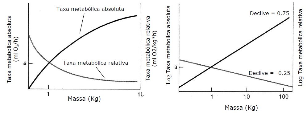 Fig. 4: gráficos relativos à variação das taxas metabólicas absoluta e relativa com a massa corporal de rato.