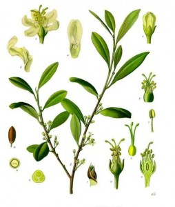 Erythroxylum coca - Planta que dá origem à cocaína