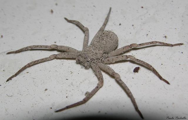 aranha areia