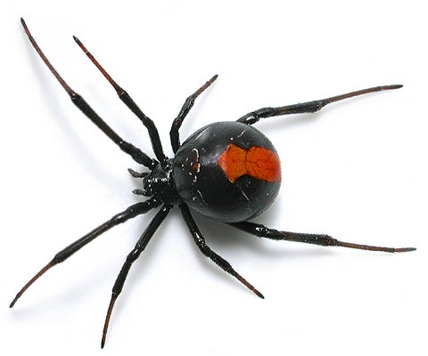 aranha costa vermelha