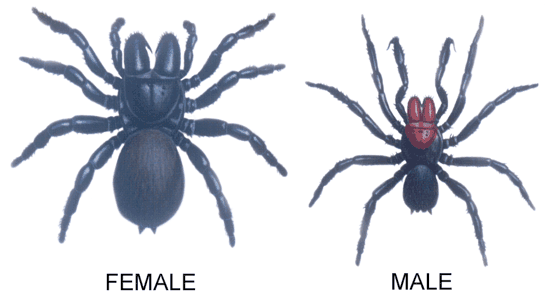 aranha rato fêmea macho