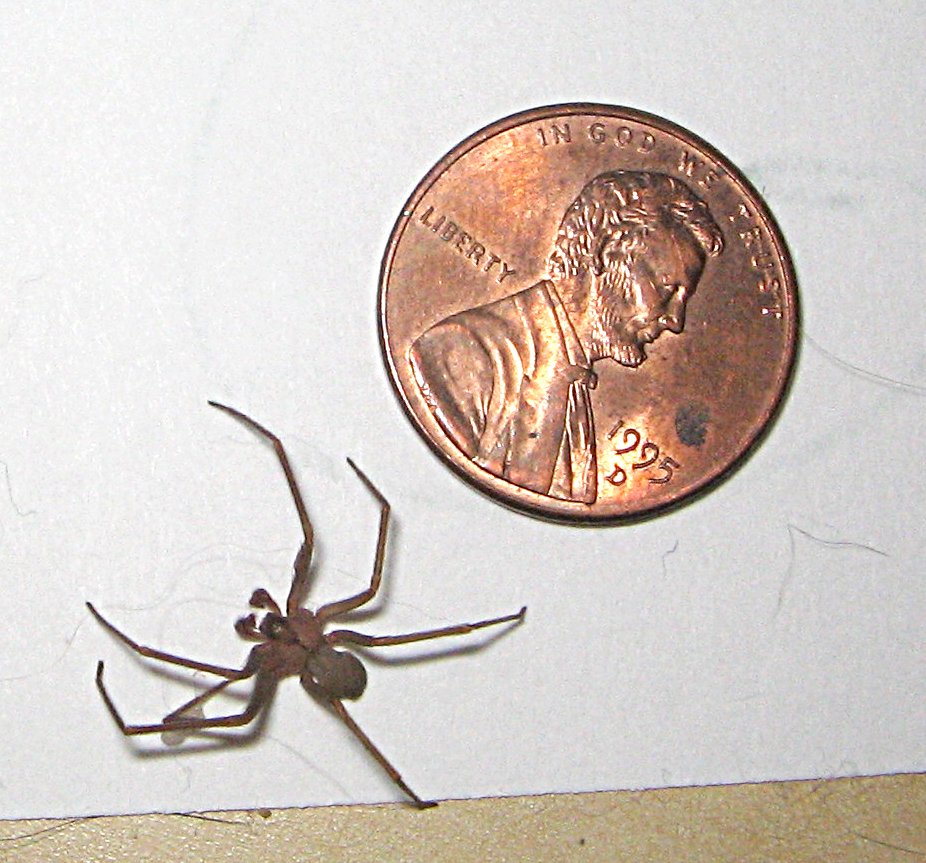 aranha violino