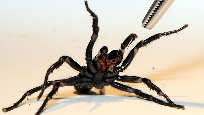 atrax robustos