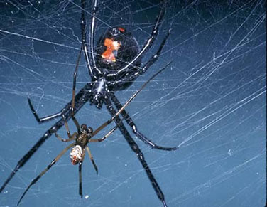 viuva negra macho