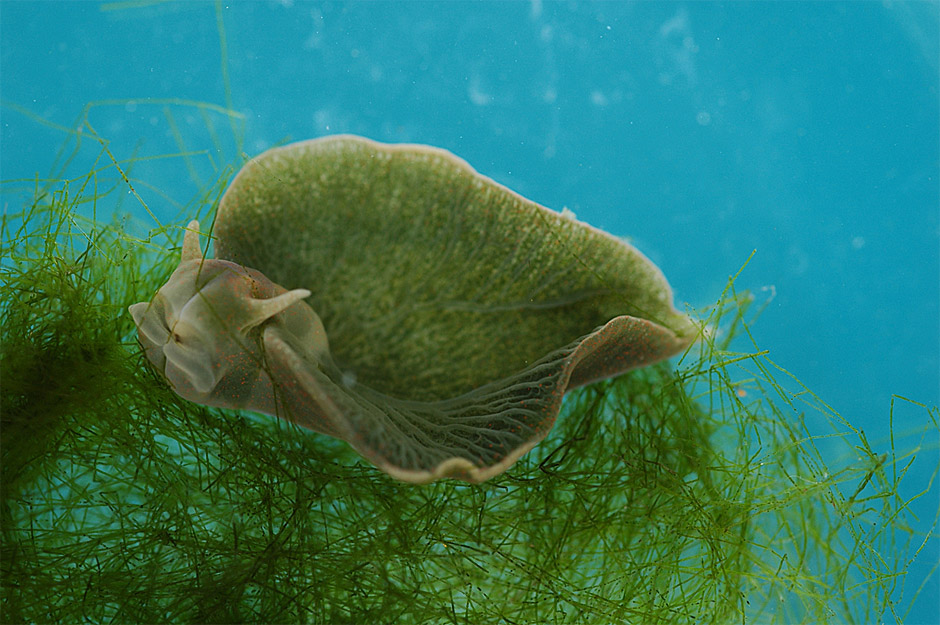 A lesma-marinha no seu habitat