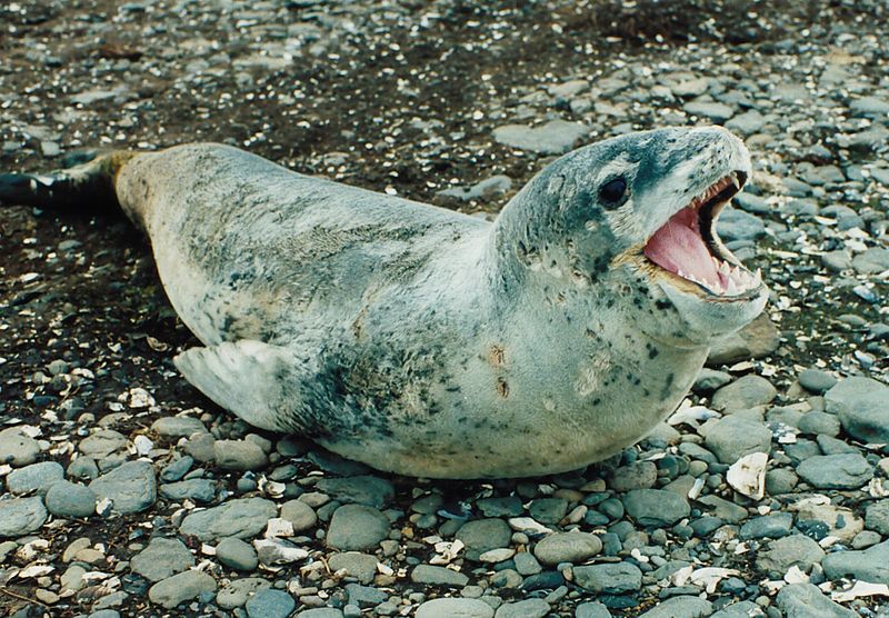 Foca-leopardo 1