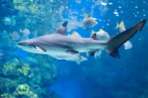 Reef-shark