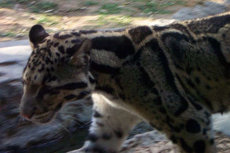 Leopardo-nebuloso 2 800px-CloudedLeopard1_NashvilleZoo