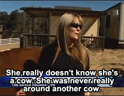 milkshake vaca 1