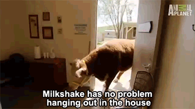 milkshake vaca 3