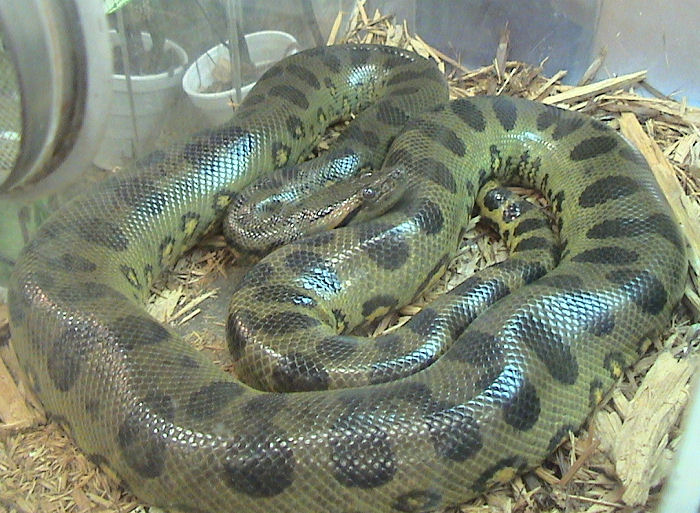Anaconda-verde