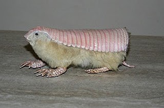  Calyptophractus retusus, o armadilho-cor-de-rosa