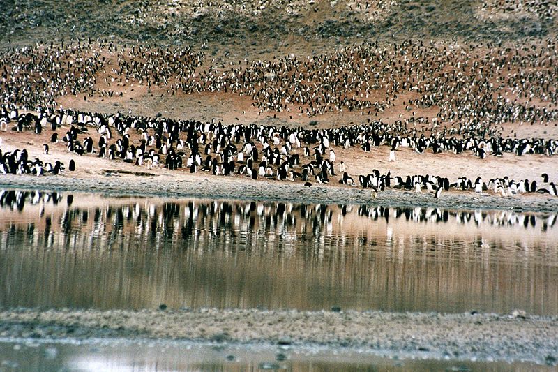 Colónia de pinguins-de-adélia