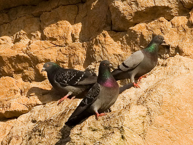 Pombos-das-rochas no seu habitat comum.