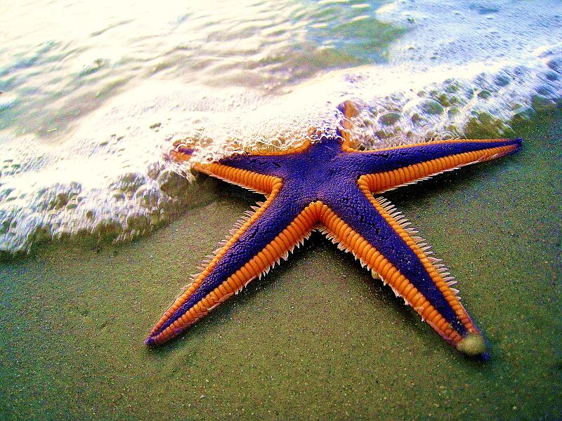 Astropecten articulatus