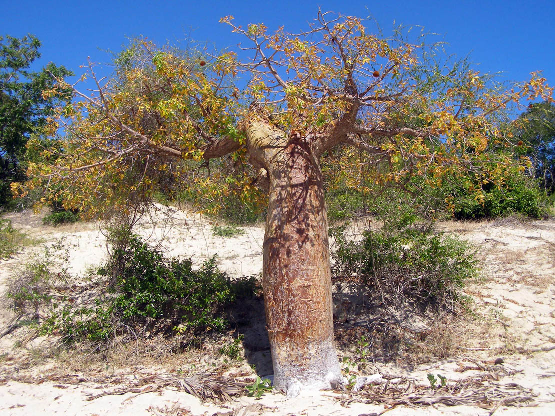 Adansonia rubrostipa, outra espécie nativa de Madagáscar.