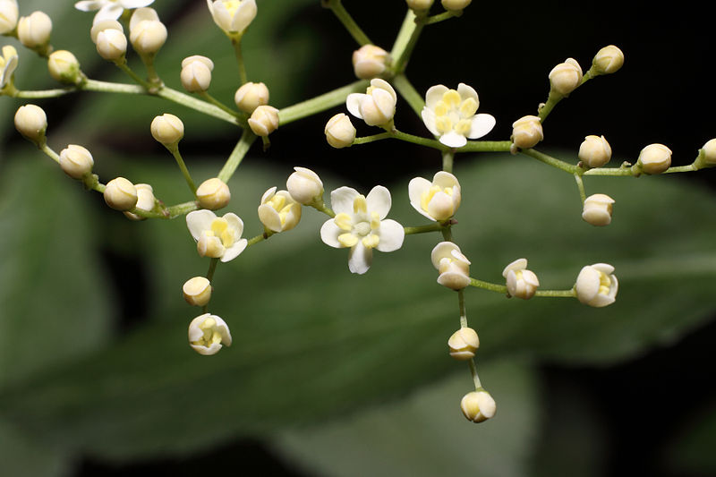 Flores de Sabugueiro