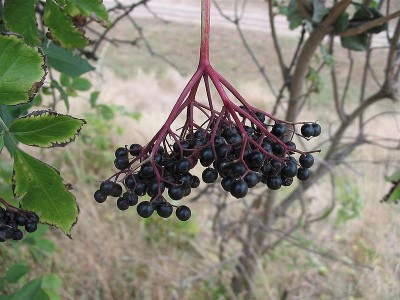 Bagas de Sabugueiro