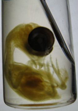 Embrião de galinha tratado com azul de metileno para corar o esqueleto; posteriormente, foi lavado com etanol e tratado com salicilato de metilo para tornar os tecidos transparentes.