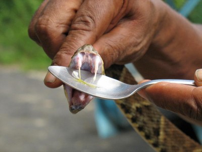 milking-snake