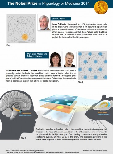 nobel_medicina_2014