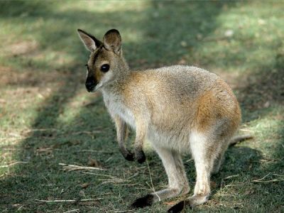 Wallabee