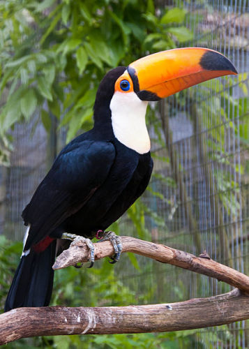 Tucano-comum (Ramphastos toco)