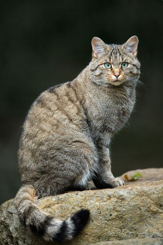 Gato-bravo Europeu Felis silvestris silvestris