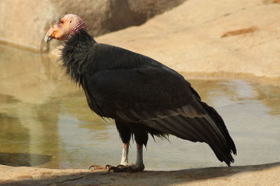 Condor-californiano