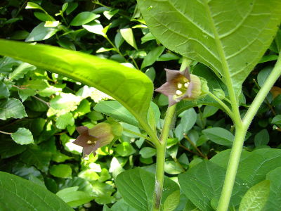 As flores roxas de Beladona são únicas.