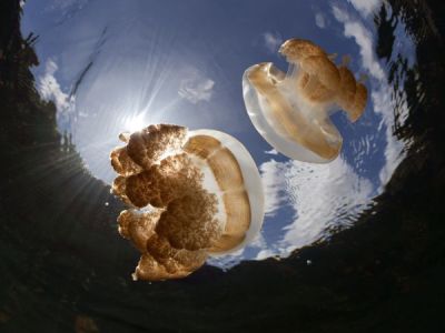 Medusas Douradas