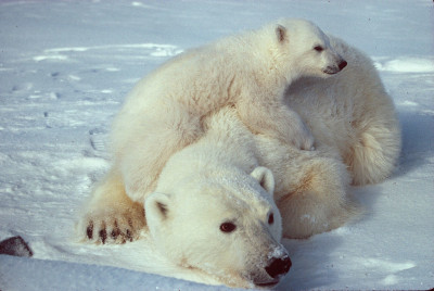 Urso-polar 3