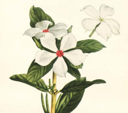 Catharanthus roseus
