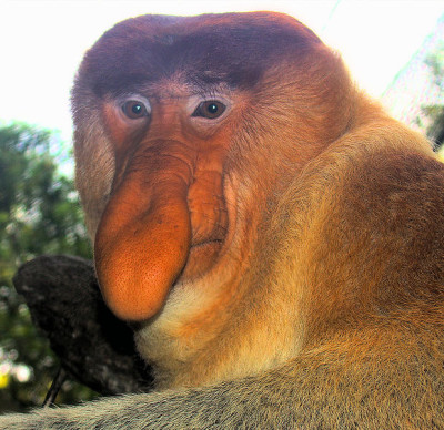 O nariz proeminente dos macacos-narigudos.