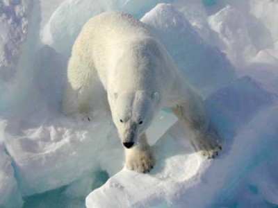 O Urso-polar é um predador perfeitamente adaptado ao clima Ártico.