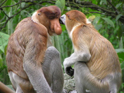 Par de macacos-narigudos. 