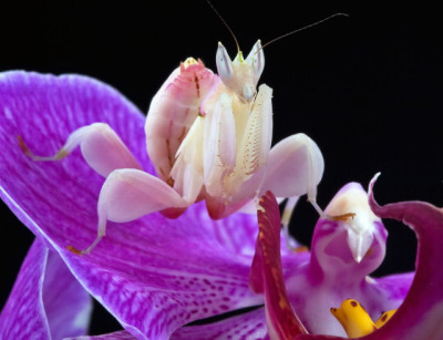 Louva-a-deus orquídea 2