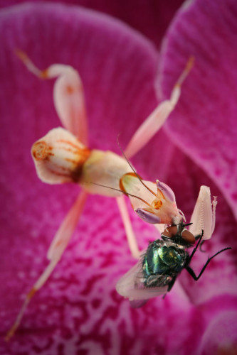 Alimentando-se de uma mosca.