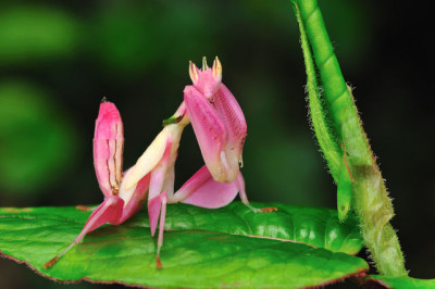 Louva-a-deus-orquídea 1