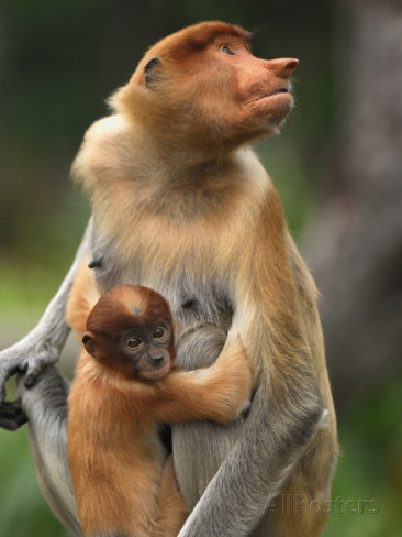 Uma fêmea com uma cria ao colo.