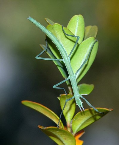 Inseto-pau da espécie Leptynia hispanica, Le Caylar, Languedoc-Roussillon, France
