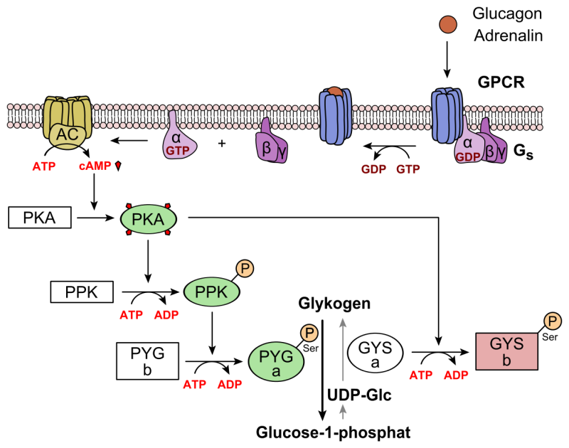 Regulation_of_glycogen_metabolism_glucagon.svg